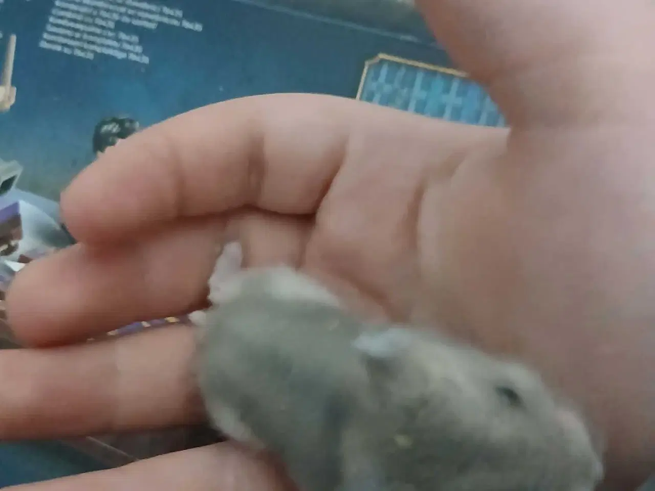 Billede 1 - Dværghamster unger