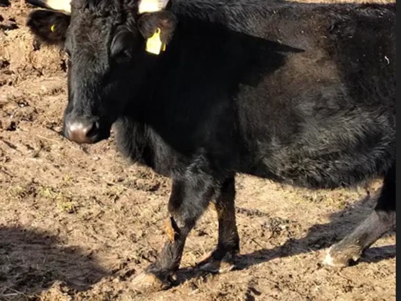 Billede 1 - Dexter kvier ca 2 år