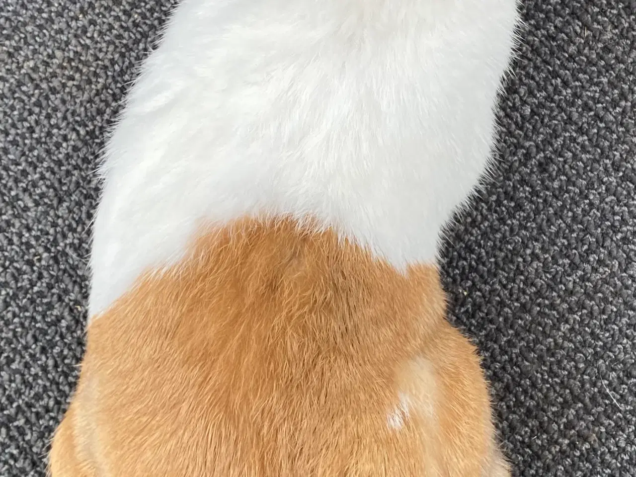 Billede 6 - HOLLÆNDER HAN MADAGASCAR