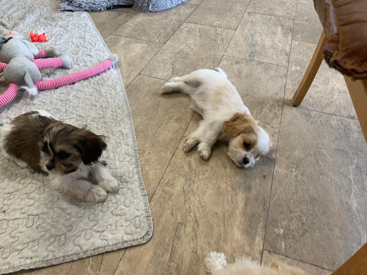 Billede 3 - Bichon / cavalier babyer 