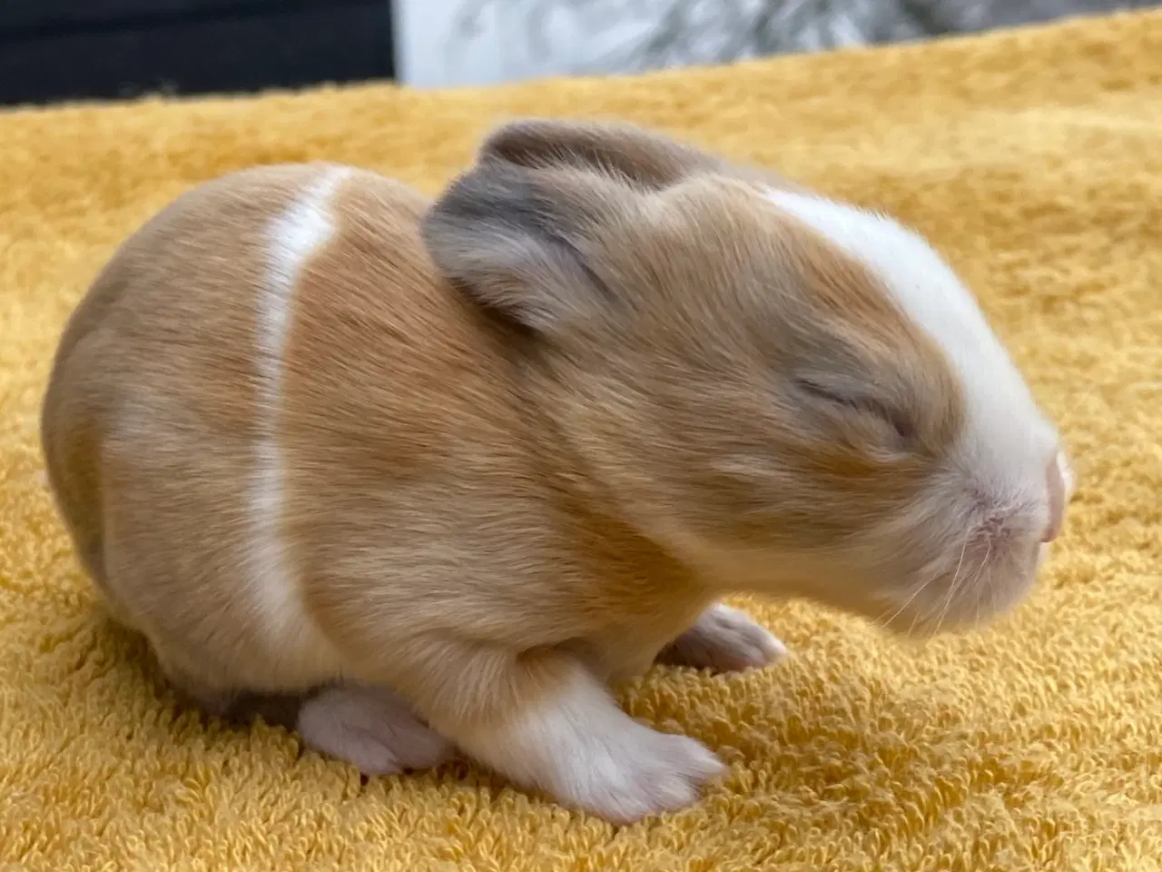 Billede 11 - HOLLÆNDER HUN MADAGASCAR