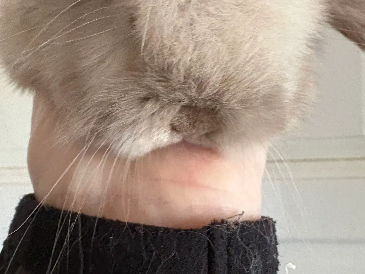 Billede 7 - Minilops unger