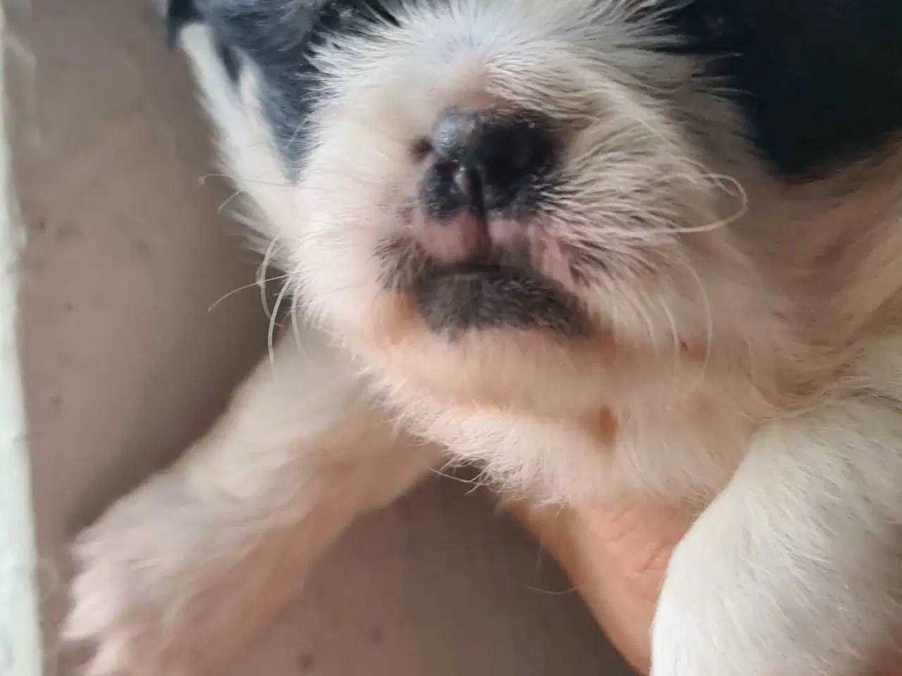 Billede 10 - Skønne blandings hvalpe 