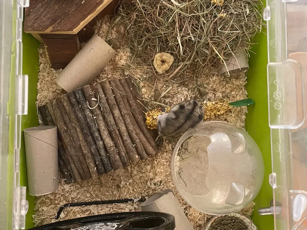 Billede 3 - Dværg Hamster med alt udstyr