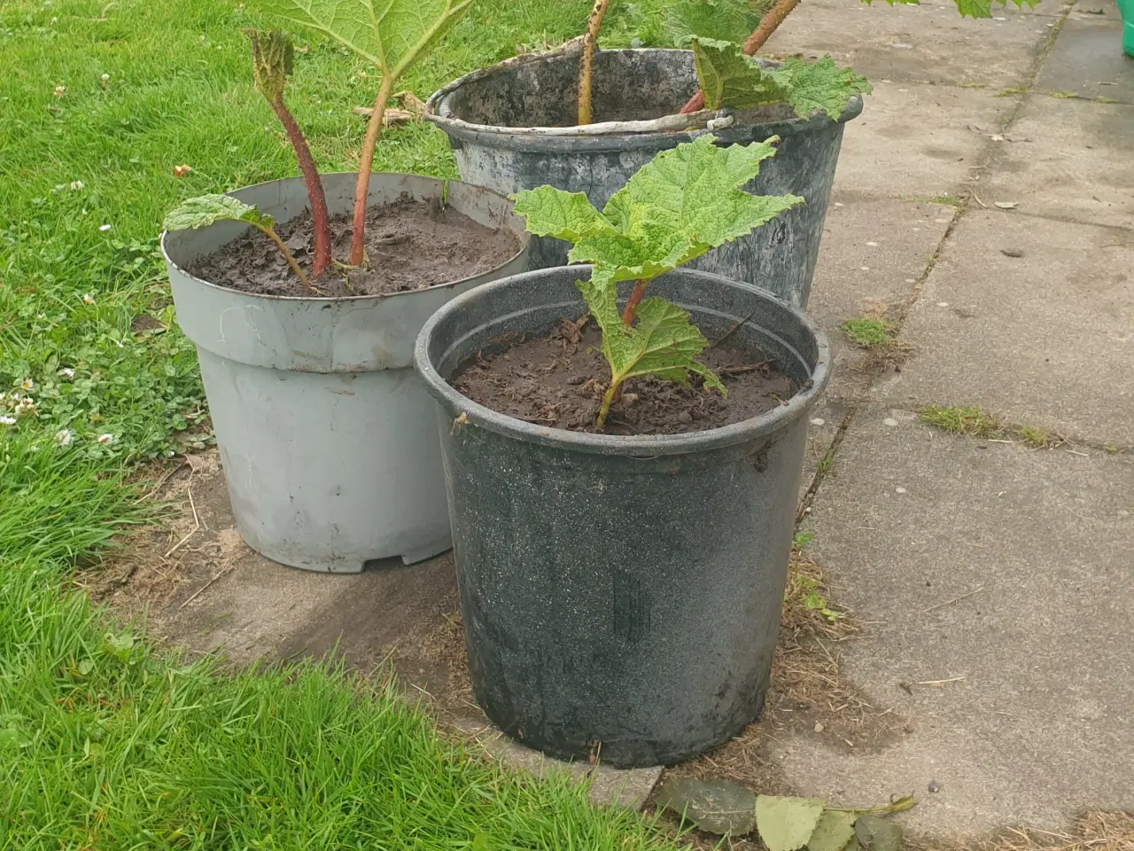 Billede 1 - Mammut blad gunnera manicata