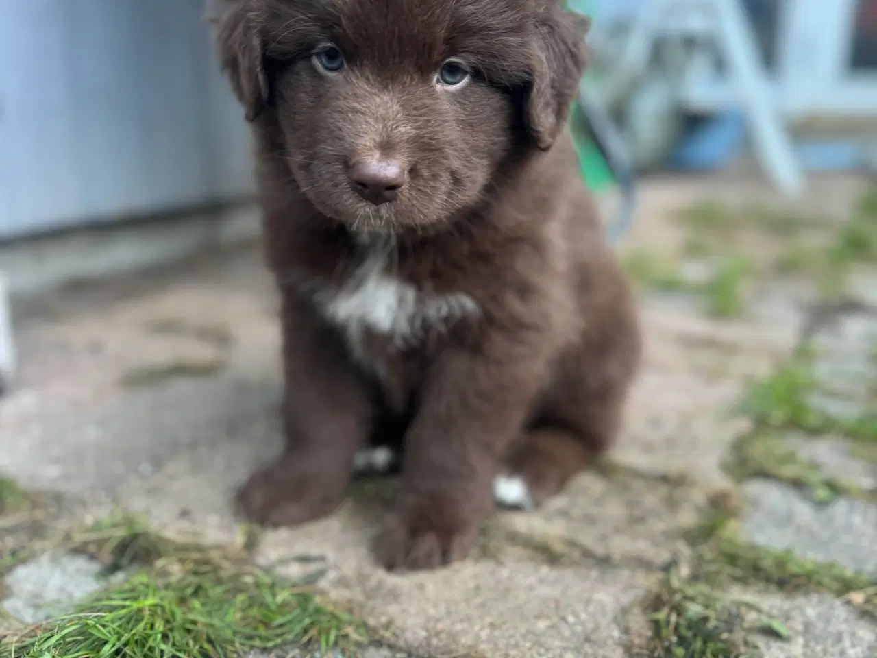 Billede 3 - Australian shepherd/newfoundlænder hvalpe