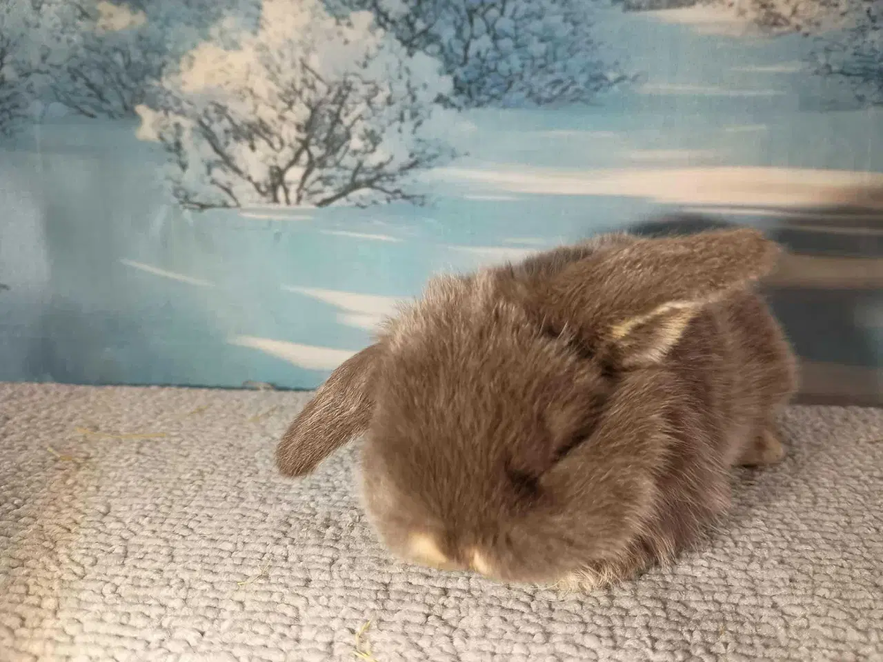 Billede 7 - Minilop pige, dværg kanin hun ung