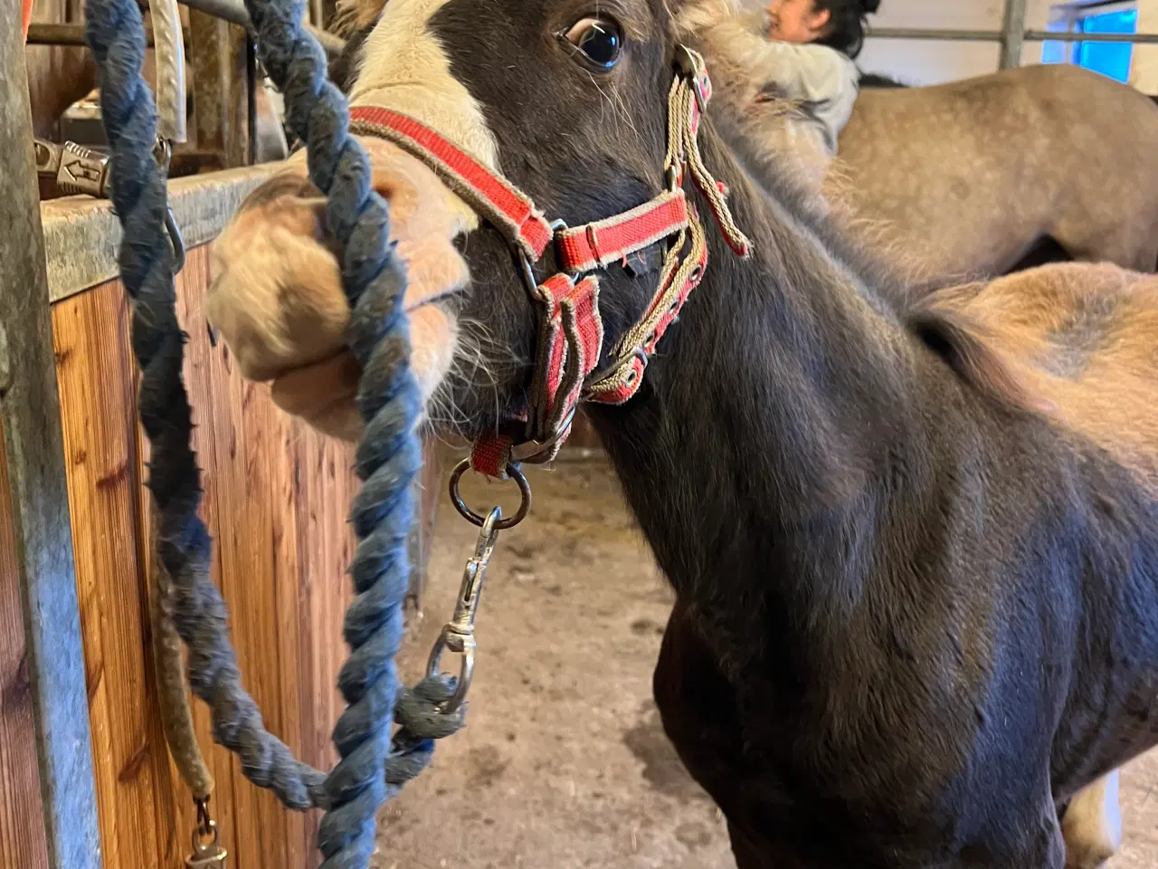 Billede 3 - Welsh cob 