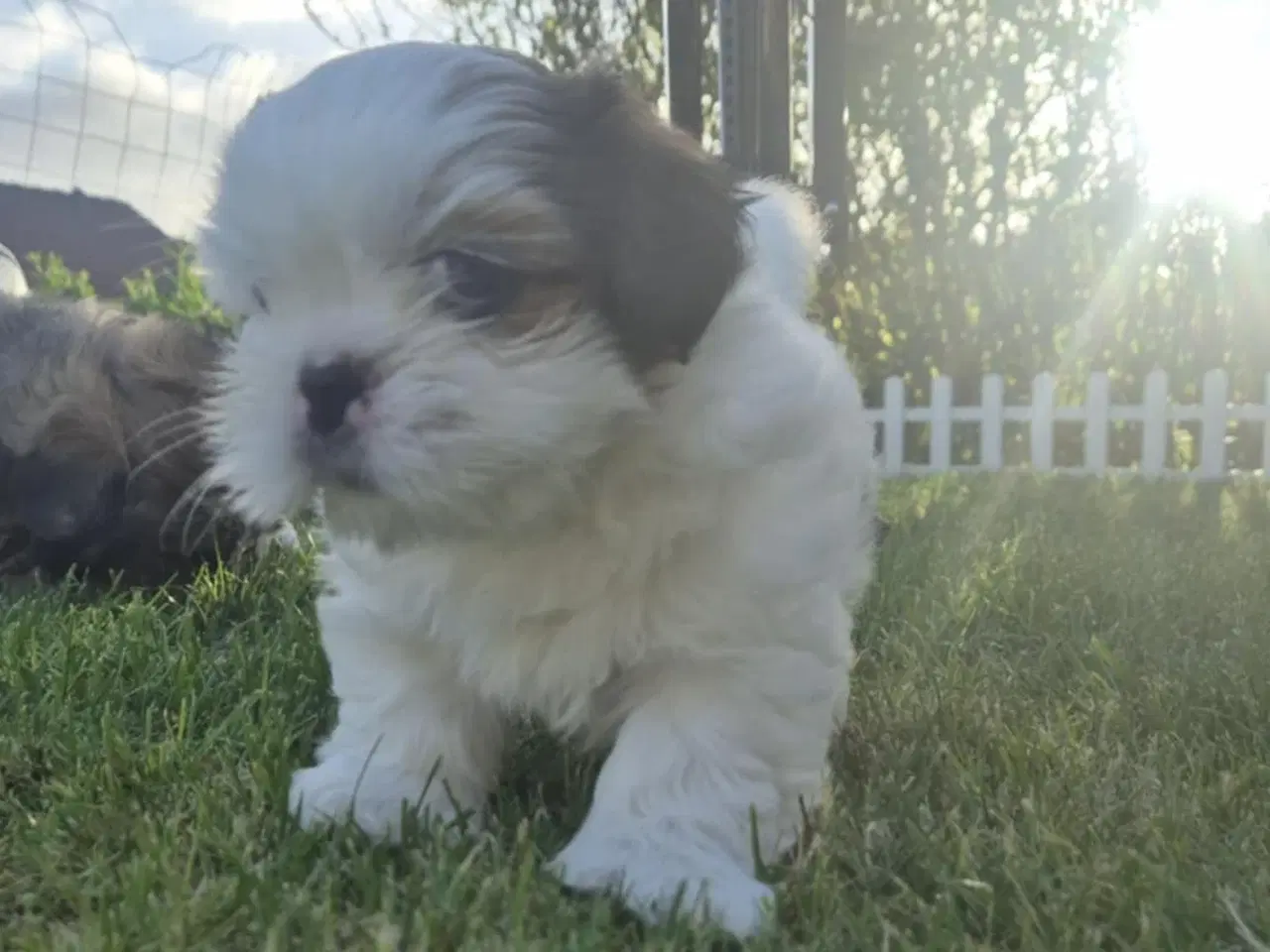 Billede 5 - Lhasa apso/ shih tzu han hvalp