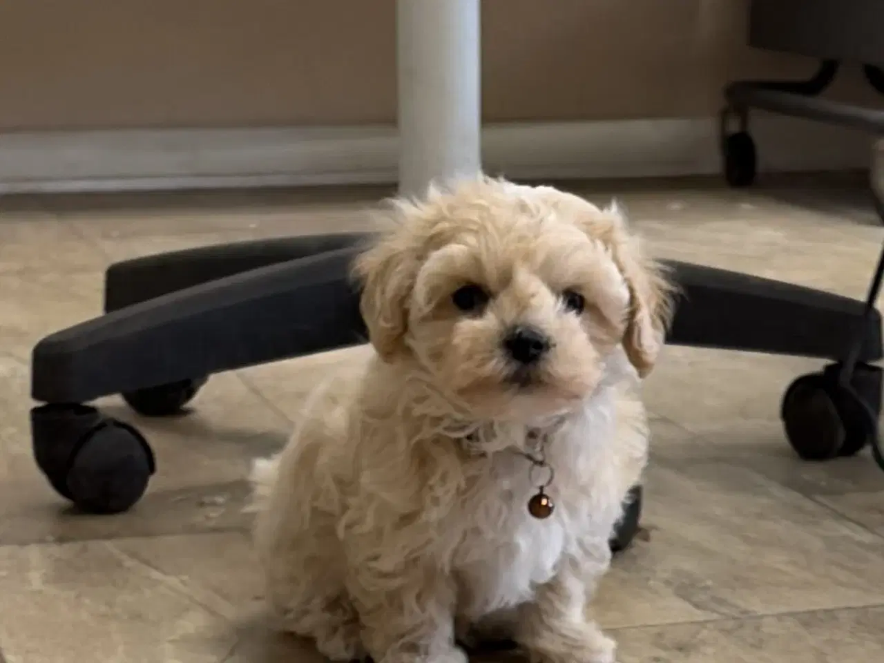 Billede 9 - 1 Mini Maltipoo dreng må rejse nu 