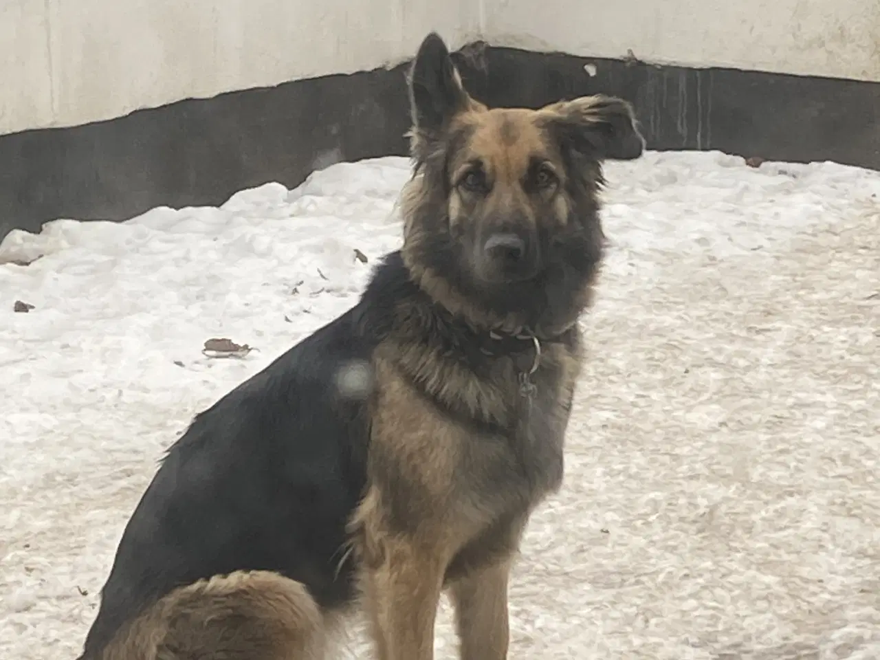 Billede 10 - Schæferhund tæve søger nyt hjem