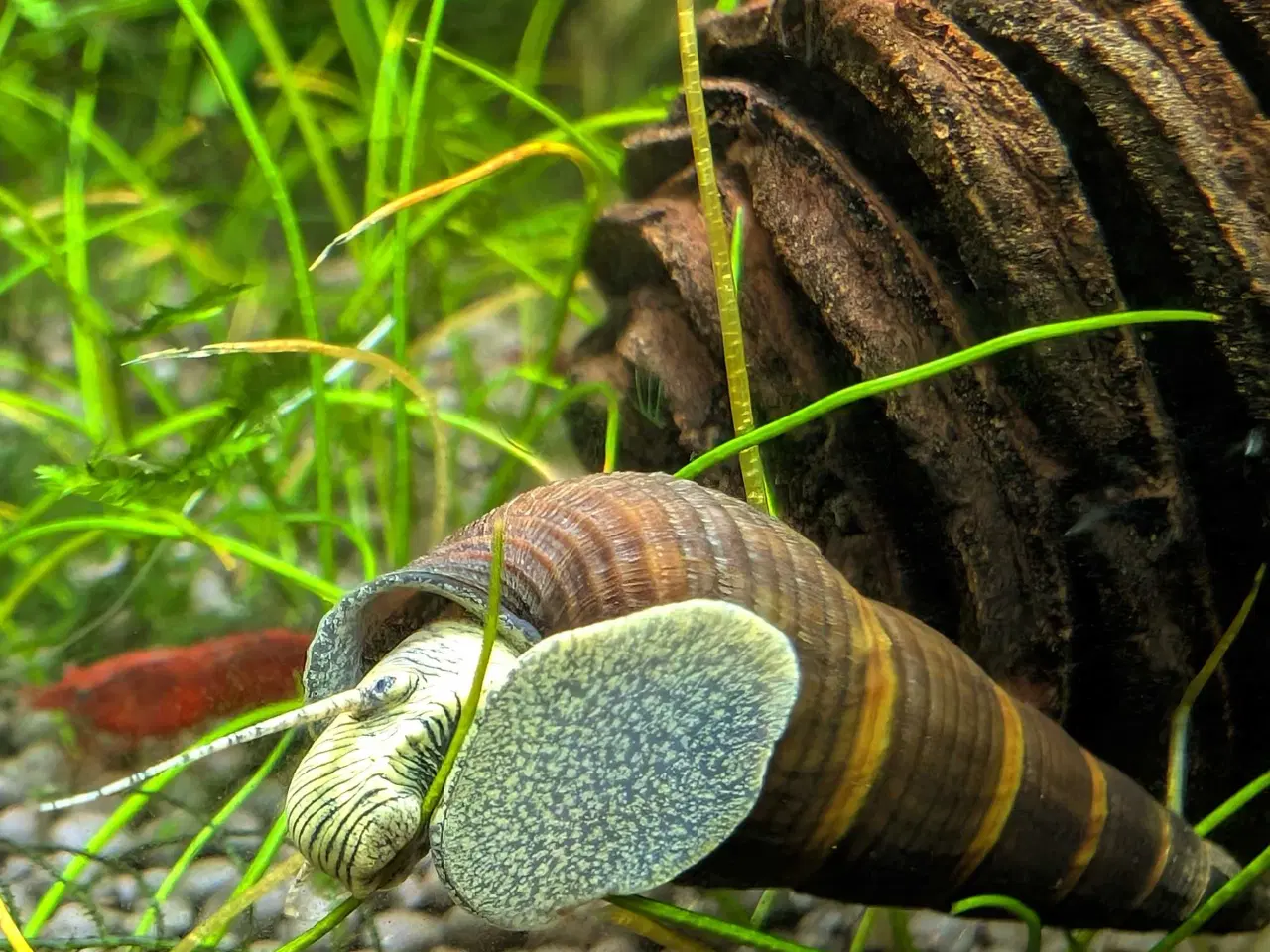 Billede 2 - Tylomelania (Elefantsnegl) sælges