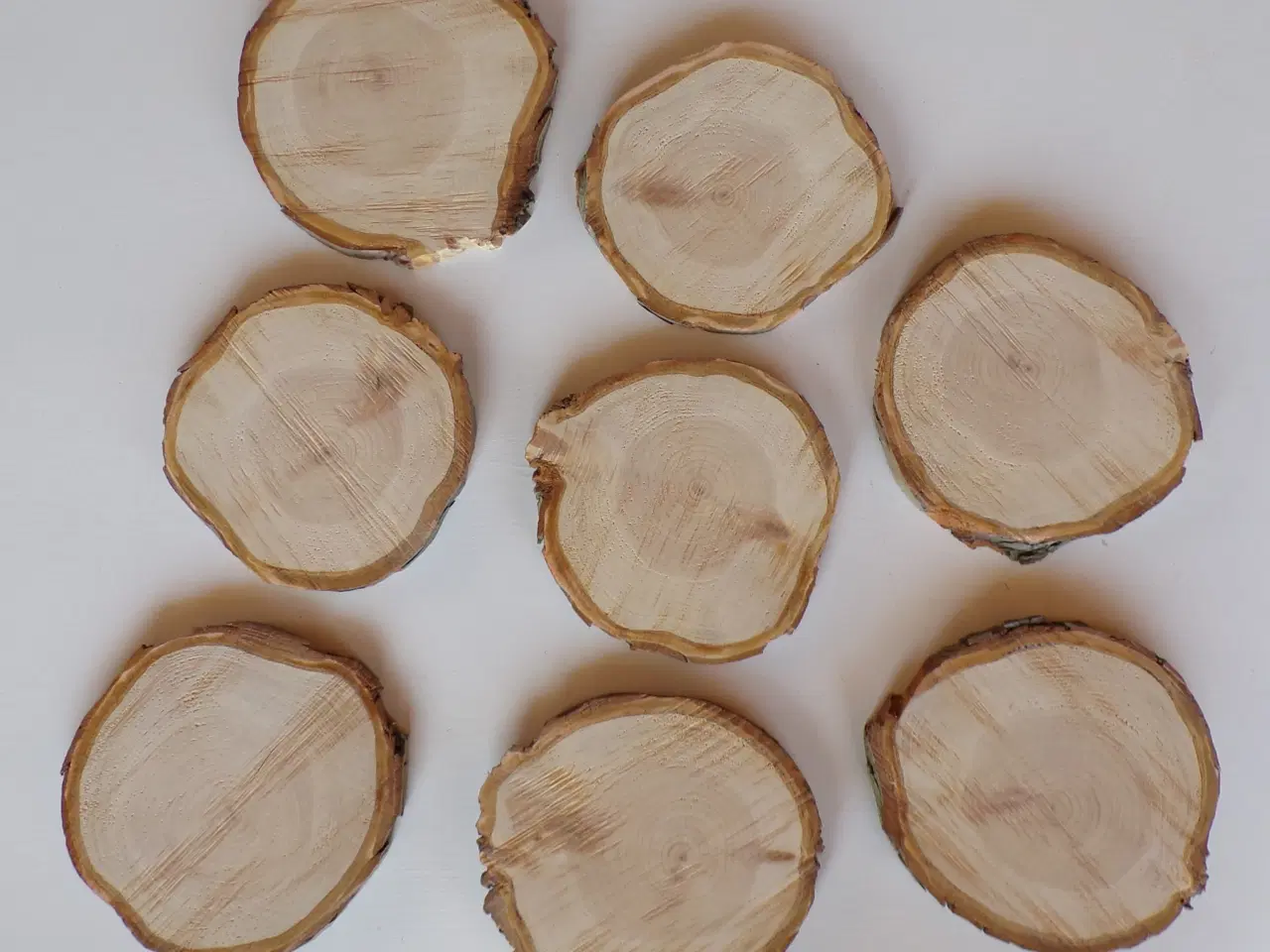 Billede 2 - Nye Thuja træskiver 15 - 17 cm