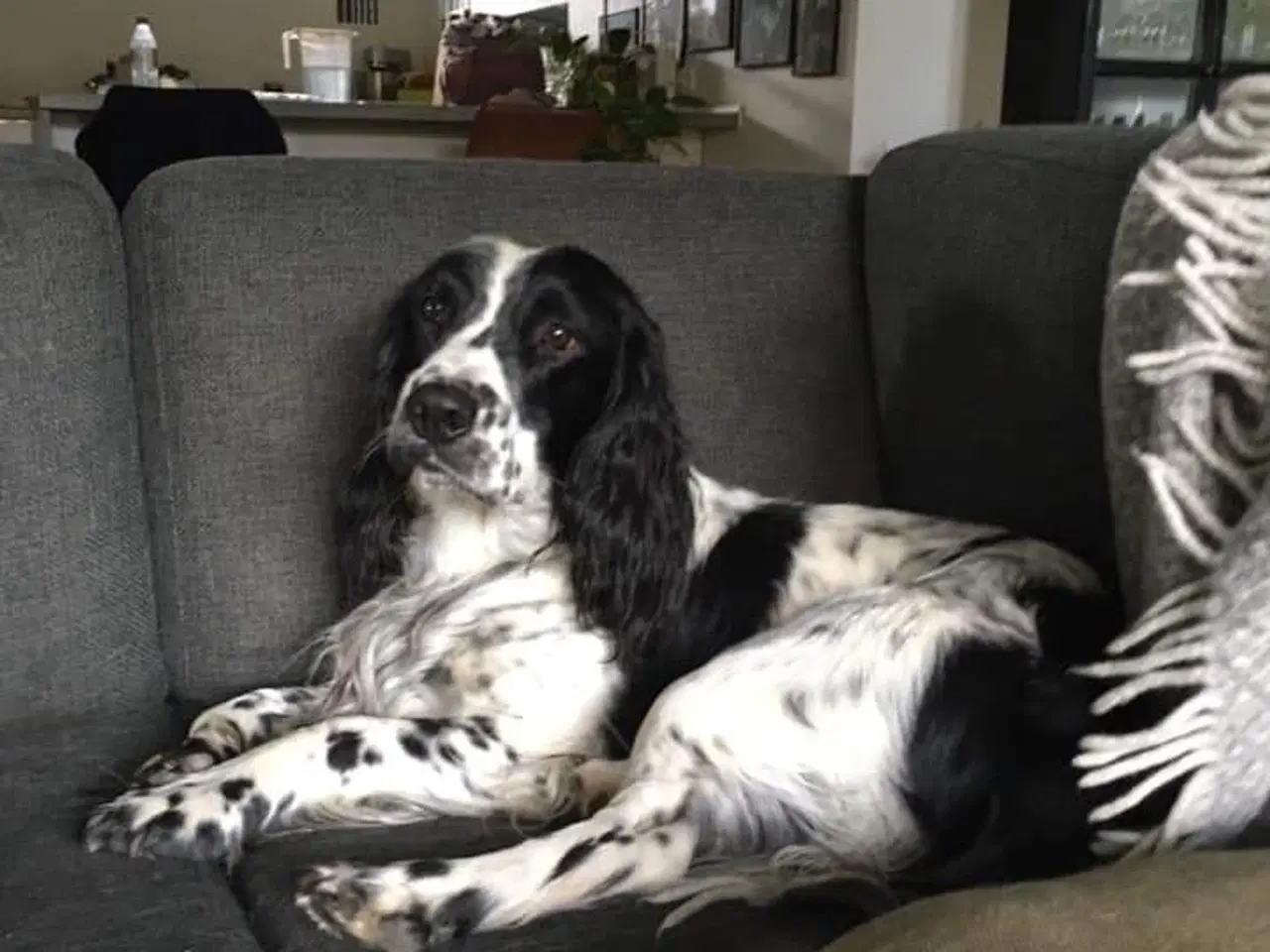 Billede 7 - Engelsk springer spaniel