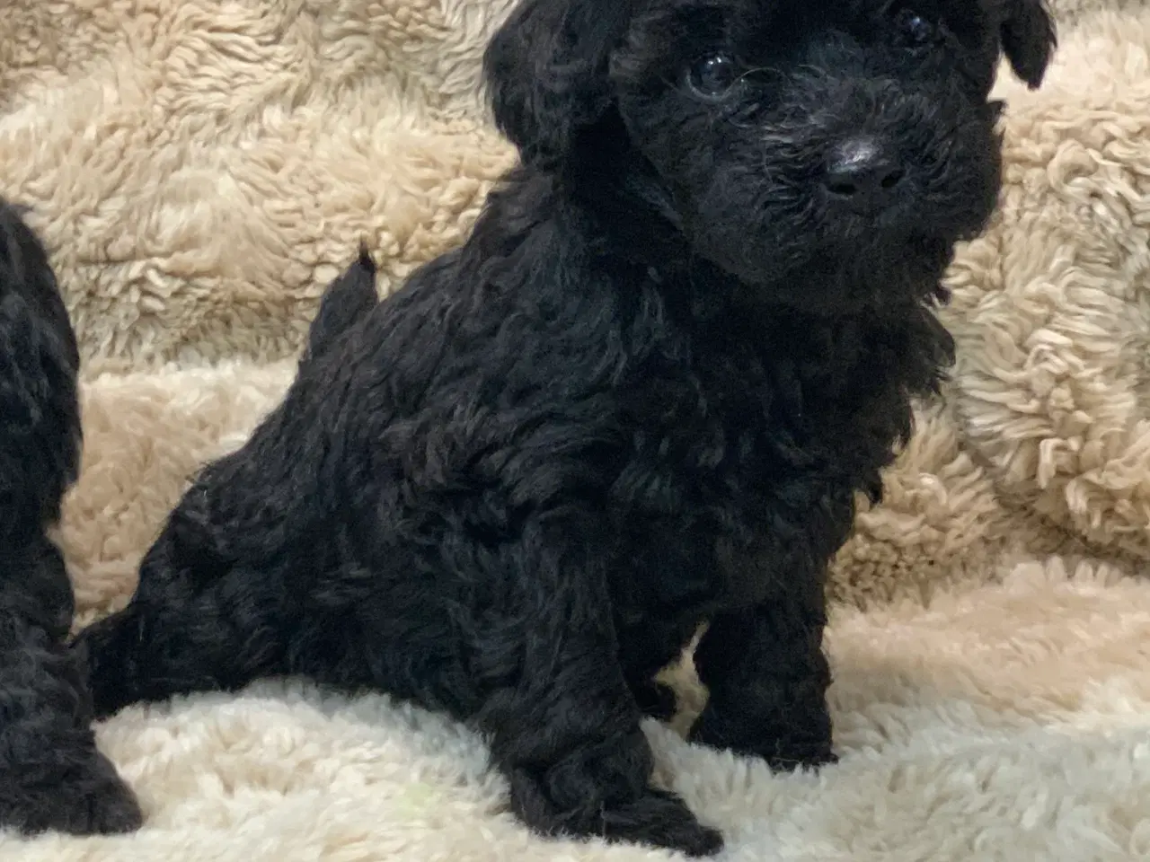 Billede 16 - Mini Maltipoo babyer 