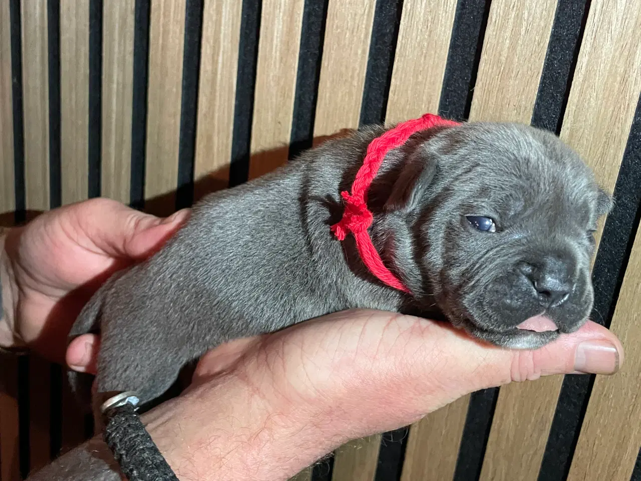 Billede 3 - New english bulldog/ Fluffy Frenchie hvalpe