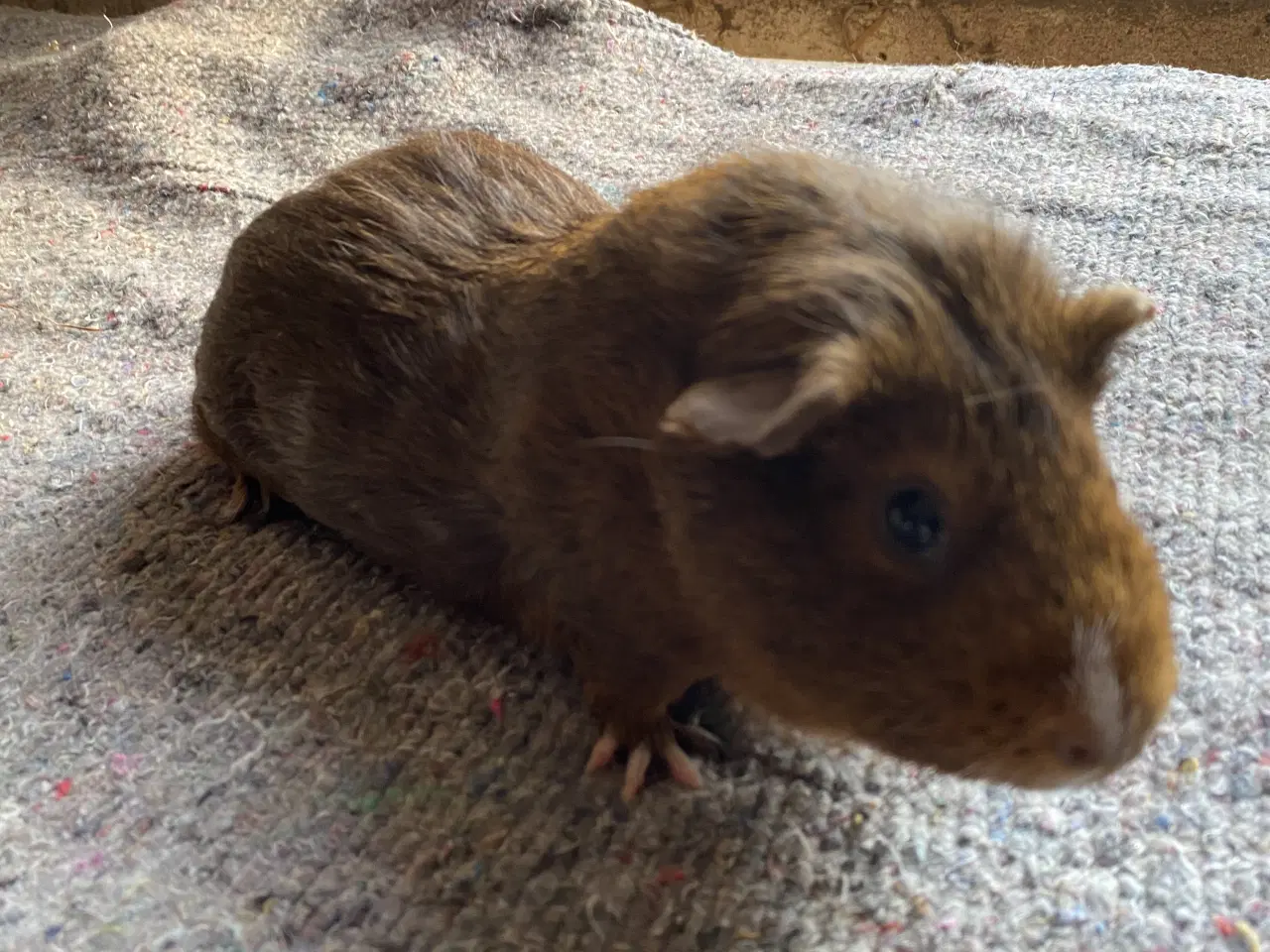 Billede 5 - Hun marsvin sælges