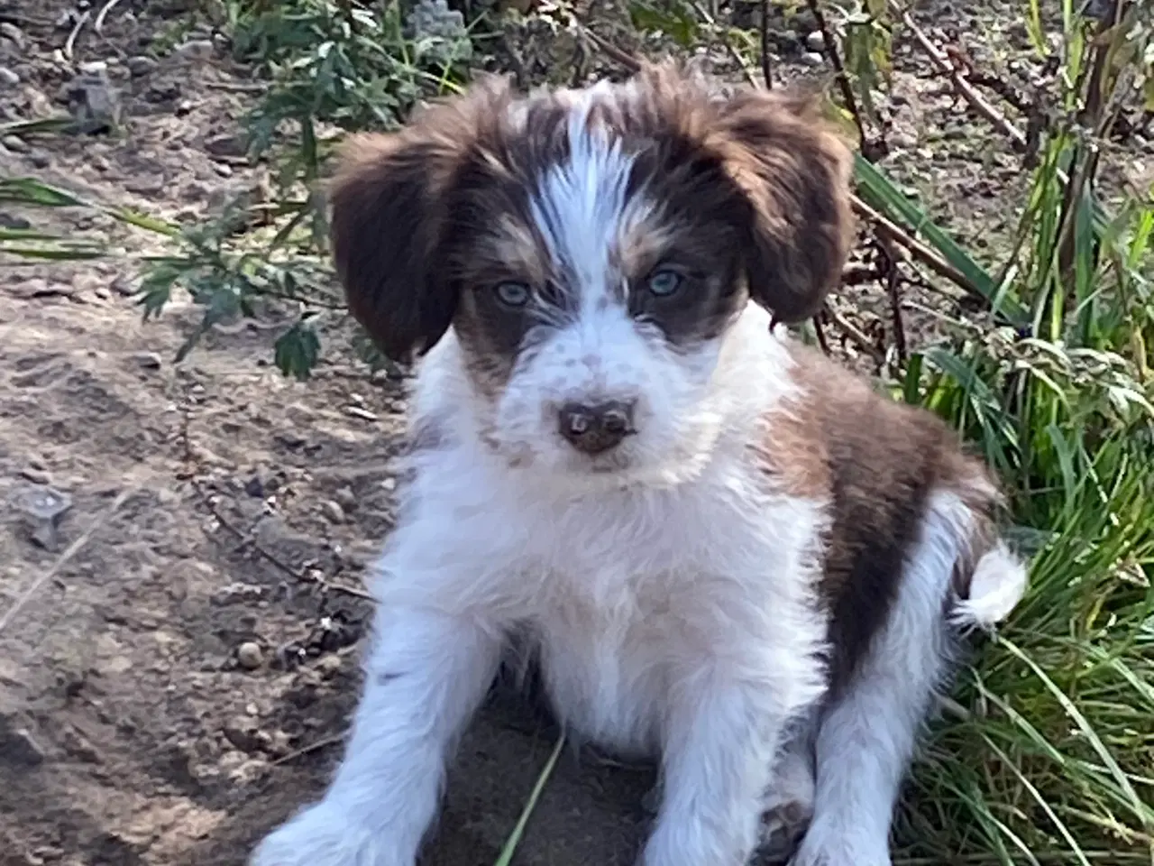 Billede 4 - Border Collie / Powder puff