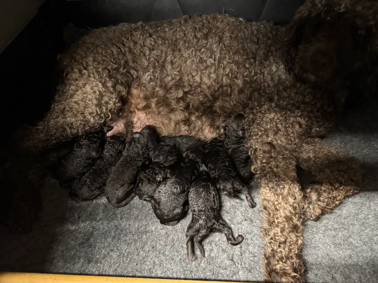 Billede 3 - Goldendoodle til jul 