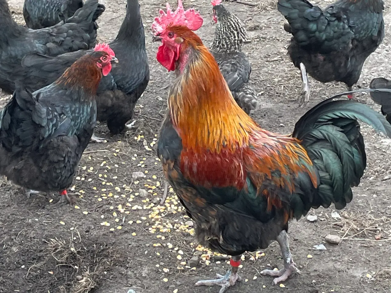 Billede 3 - Rugeæg i mange farver