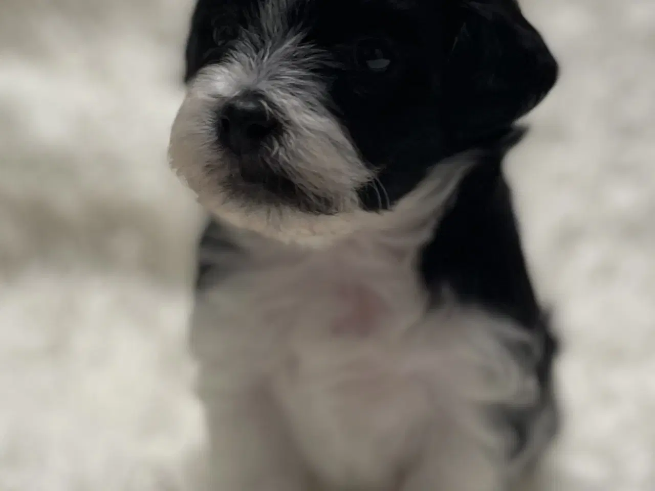 Billede 3 - Skønne plettede Lhasa-doodles hvalpe