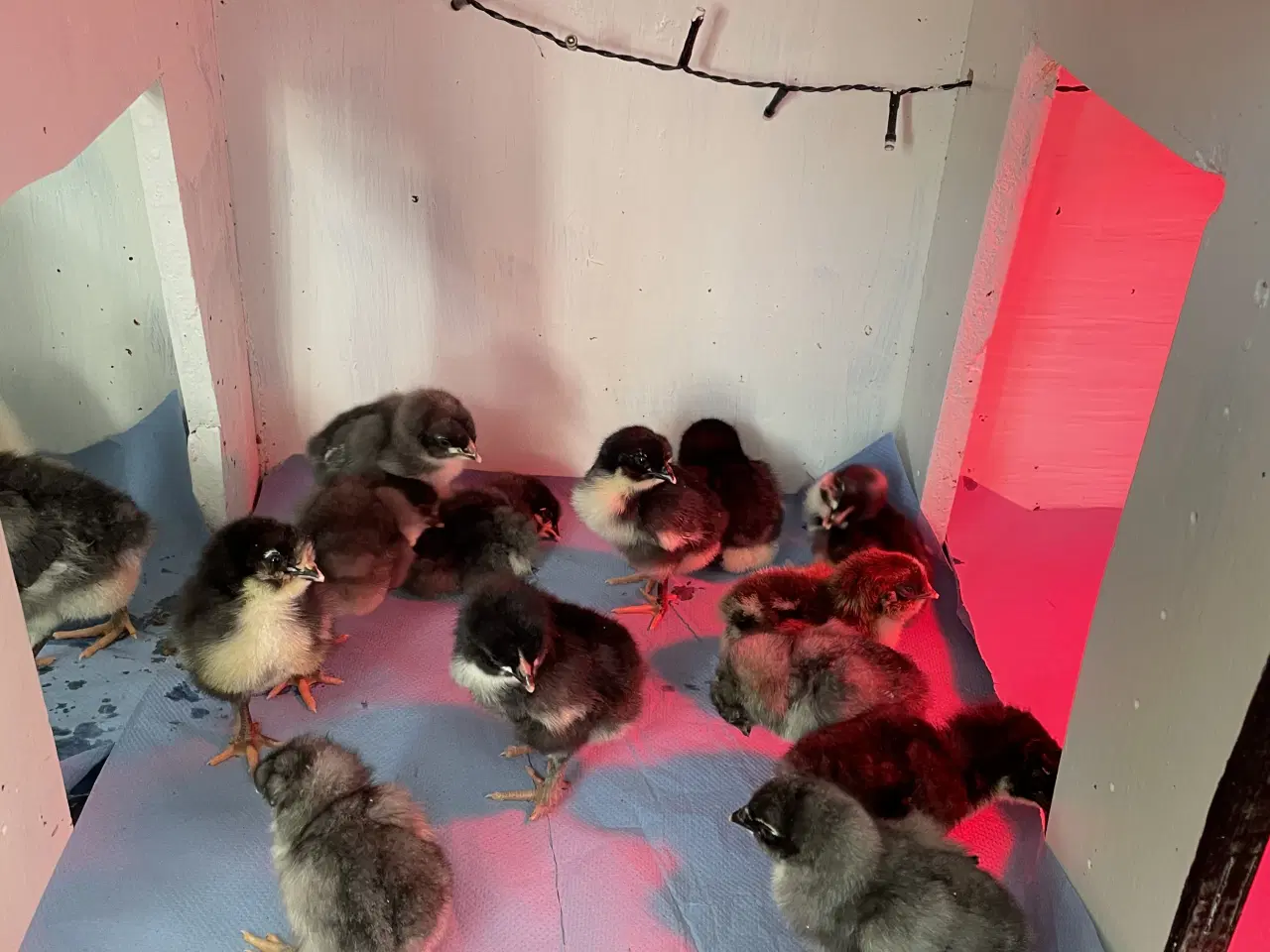 Billede 9 - Varmekrævende Kyllinger