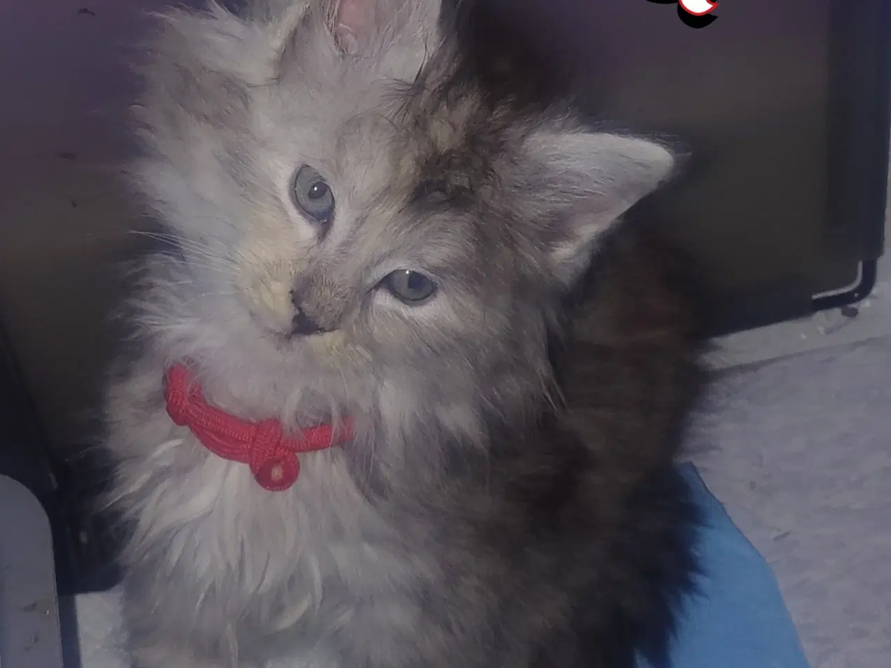 Billede 1 - Maine coons uden tavle