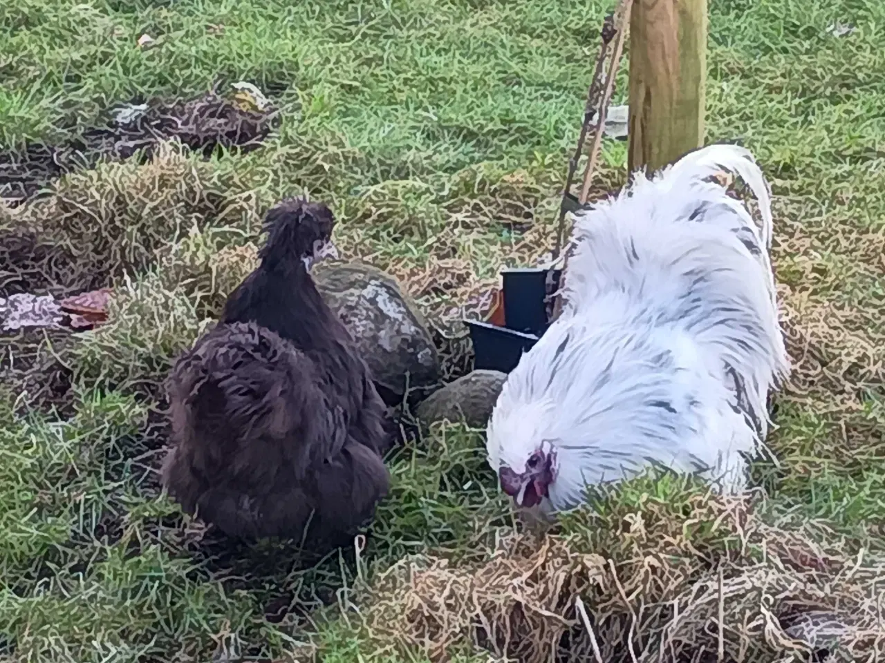 Billede 1 - daggamle Dværg silkehøns Kyllinger i rene farver g
