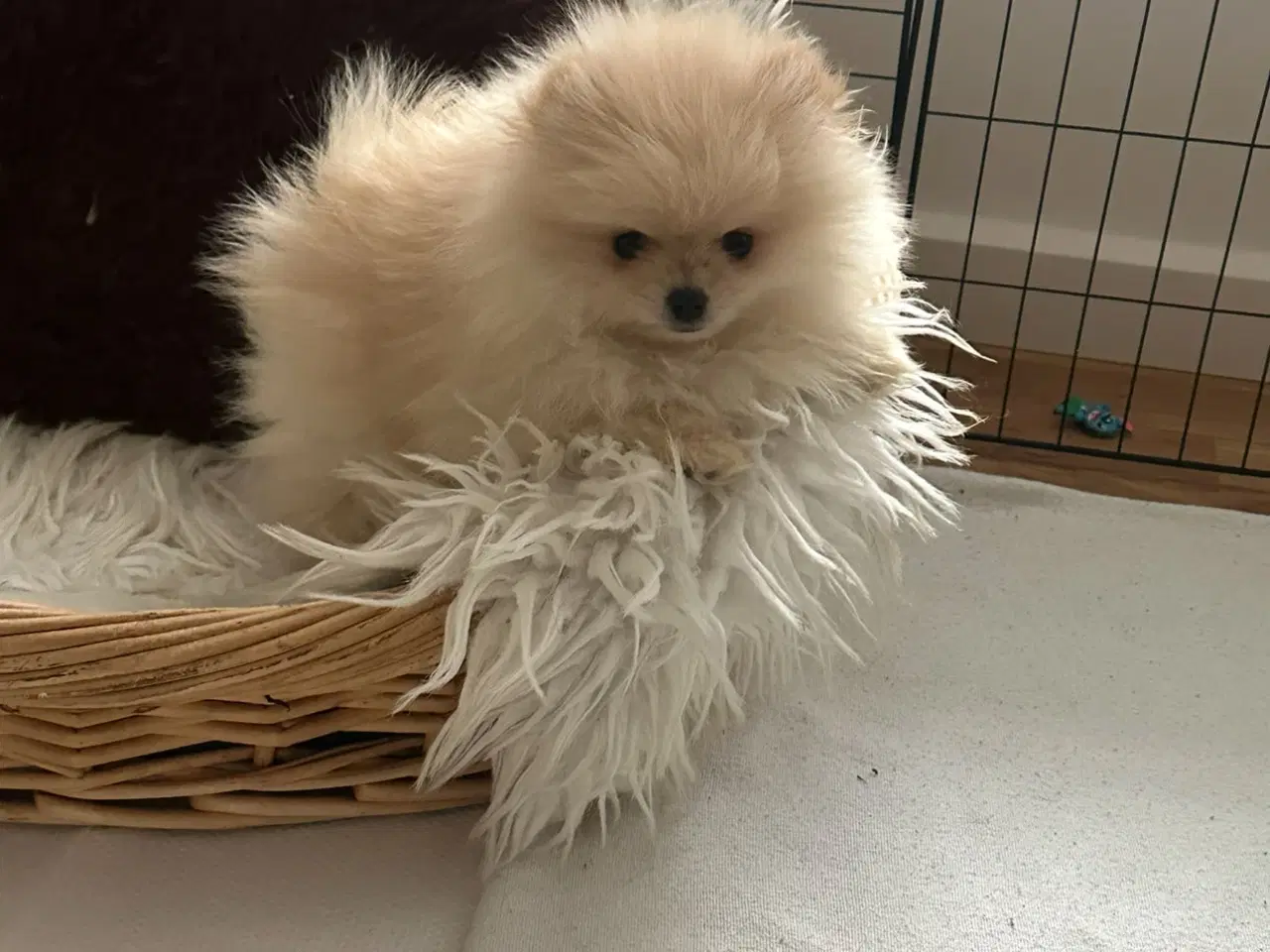 Billede 2 - Pomeranian 