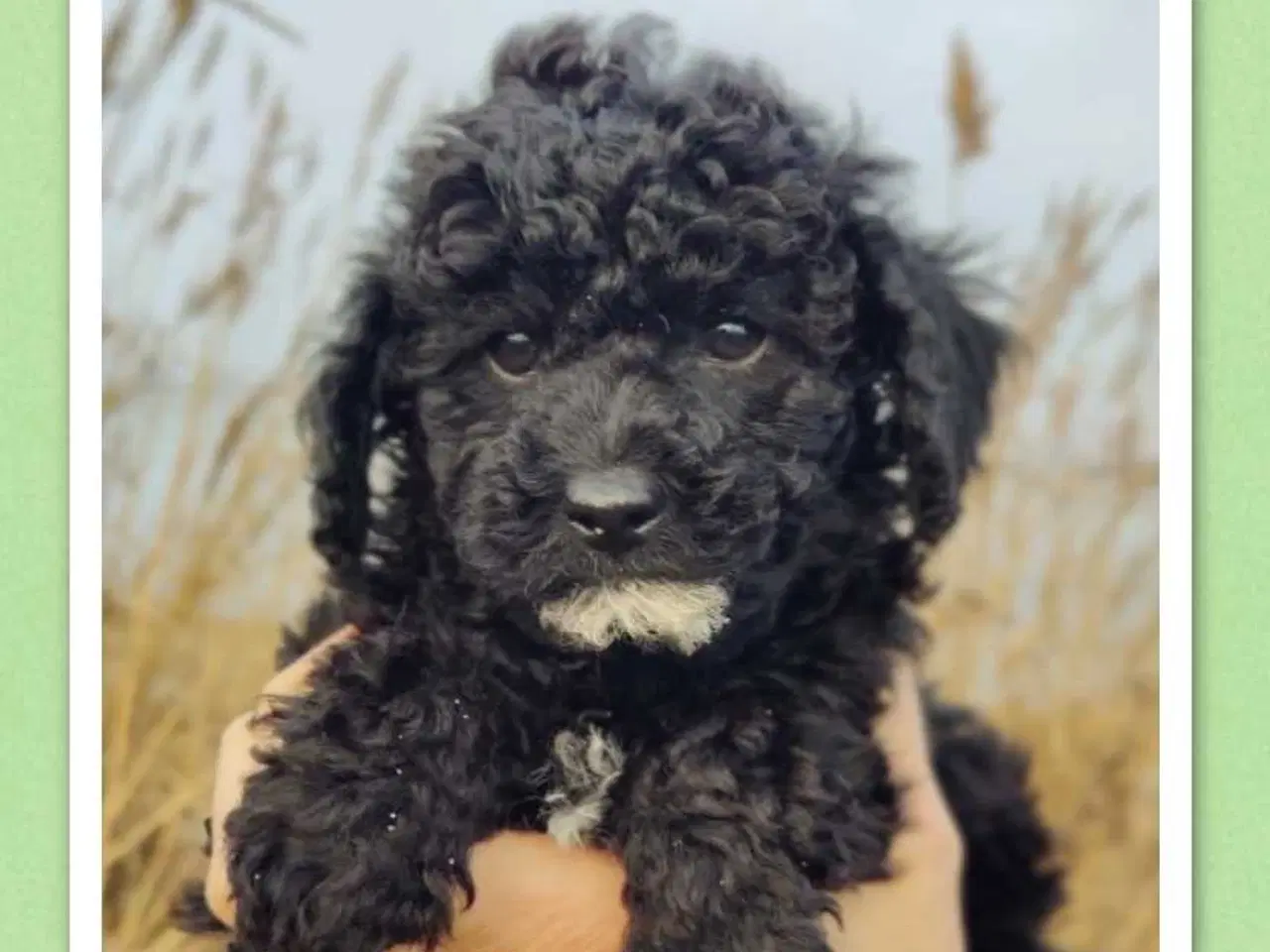 Billede 3 - Søde cavapoo hvalpe klar til eventyr