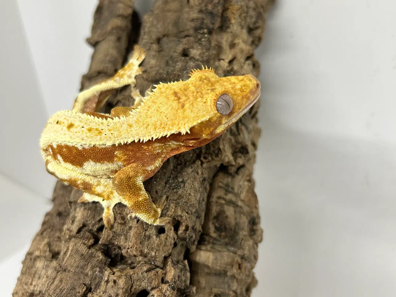 Billede 2 - Lilly White kronegekko han