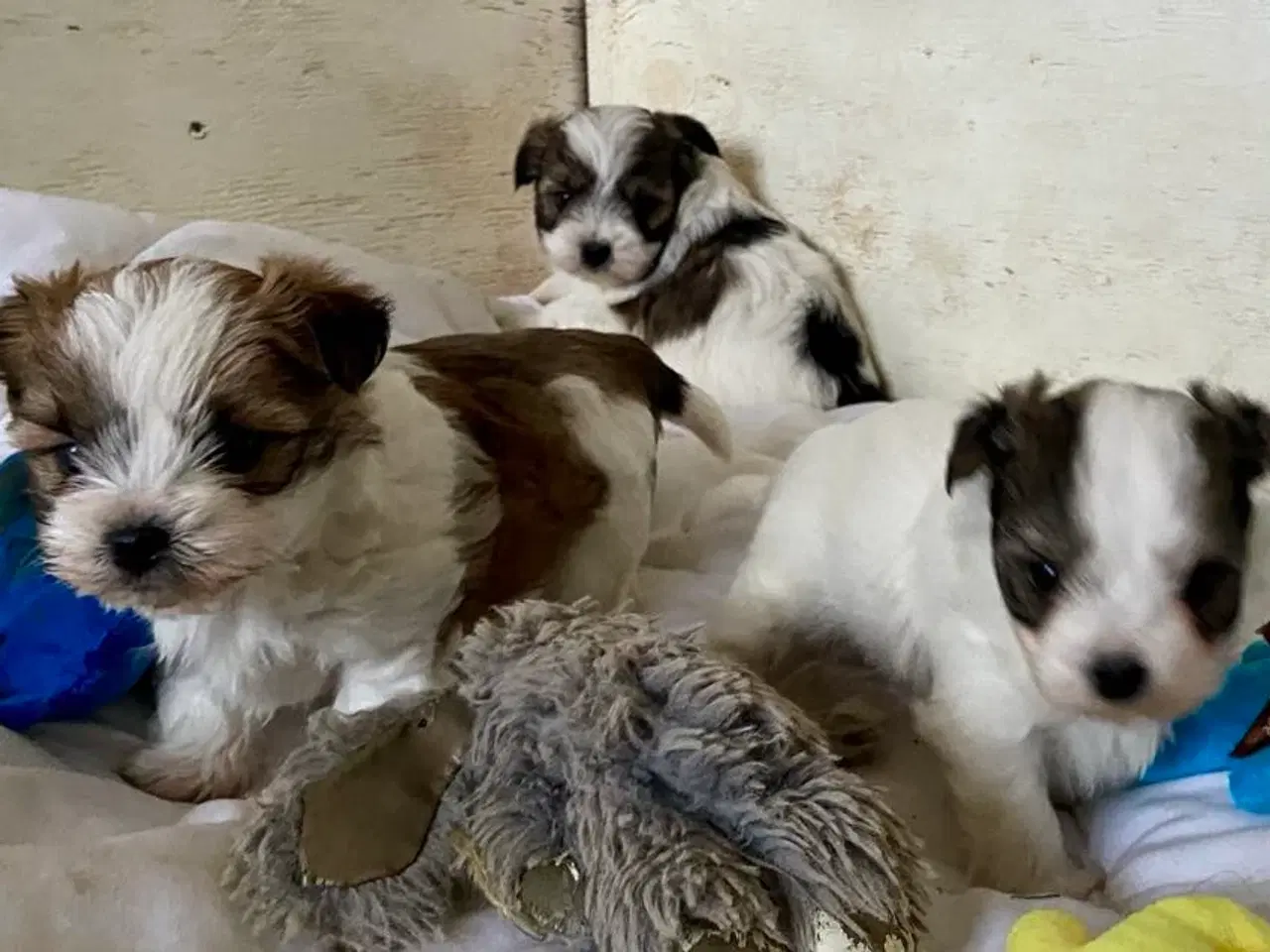 Billede 6 - Biewer Yorkshire terrier / Bolognese