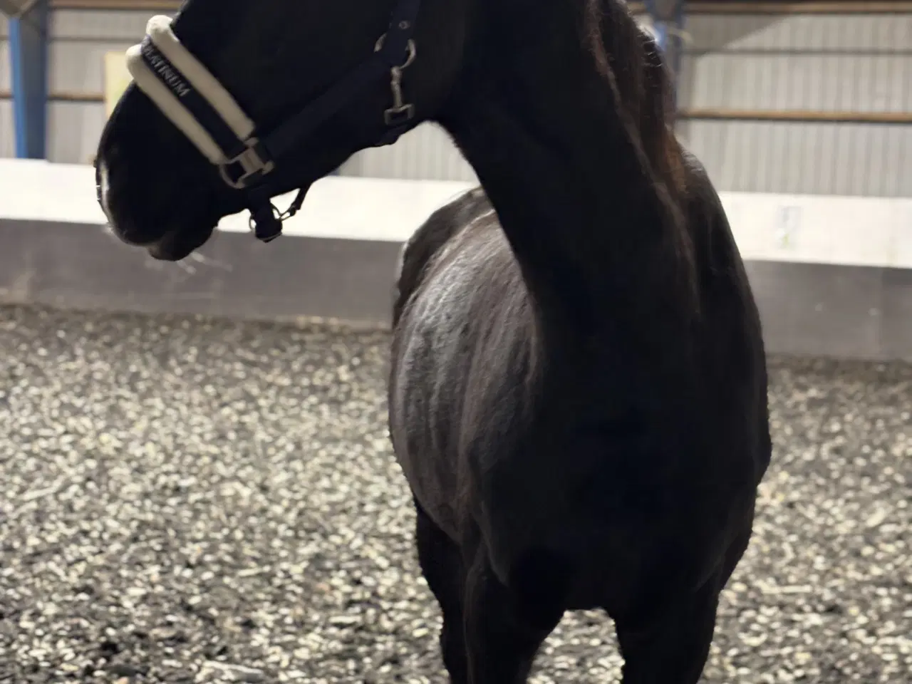 Billede 2 - Dansk Varmblod 4 år