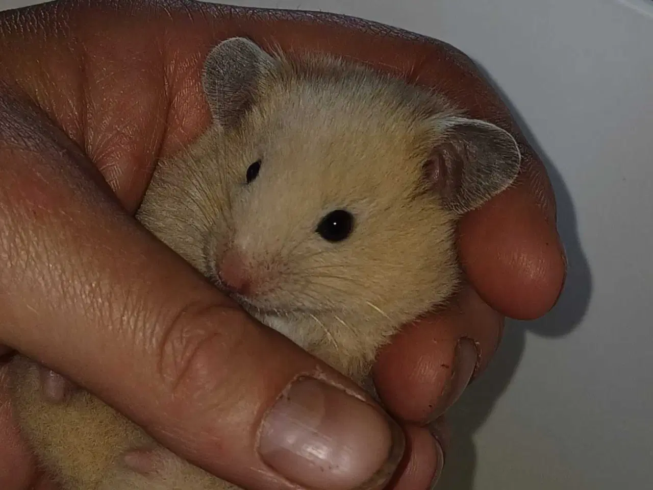 Billede 3 - Guldhamster unger