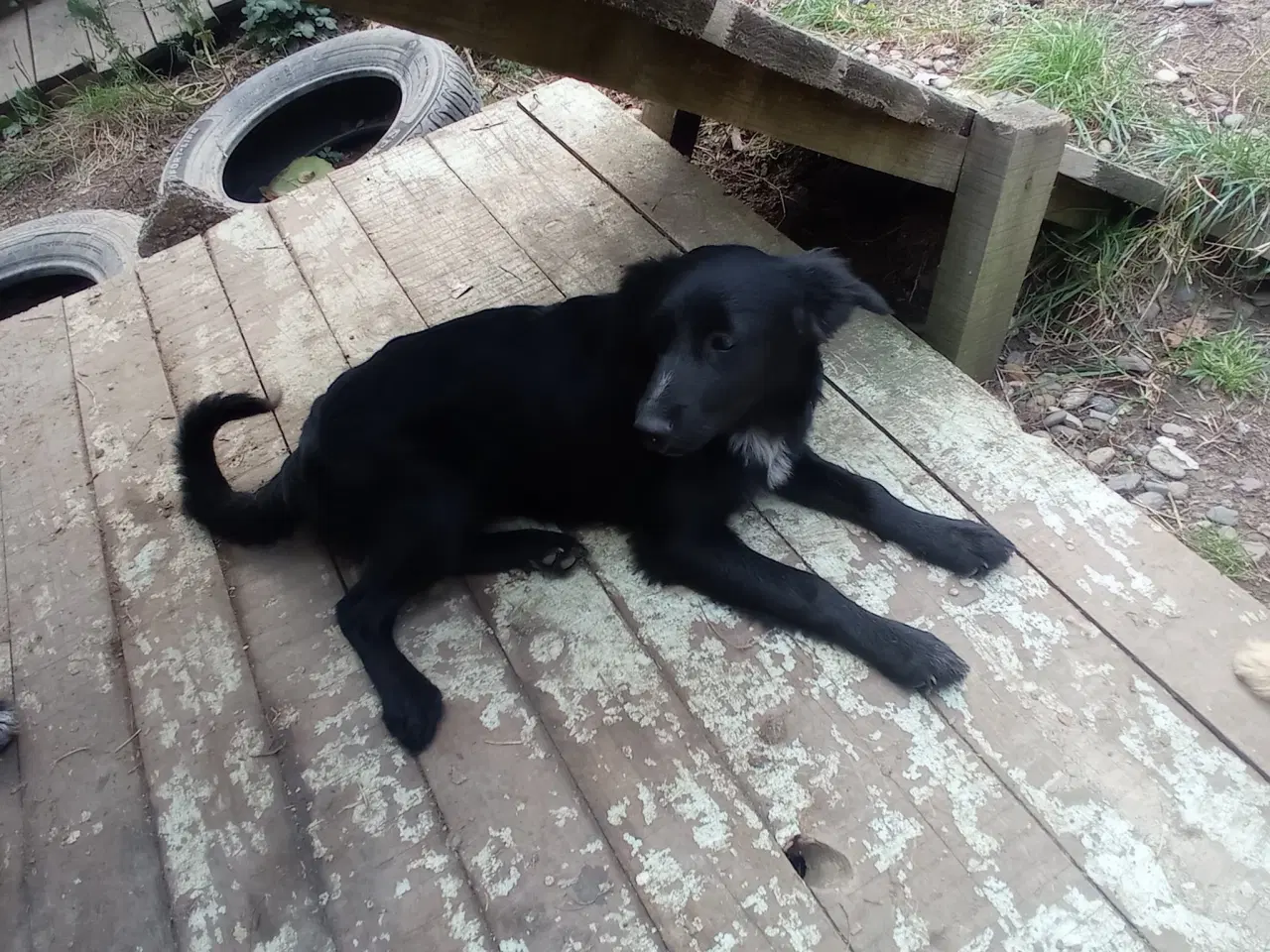 Billede 5 - Astrid -  hvalp med appetit på livet