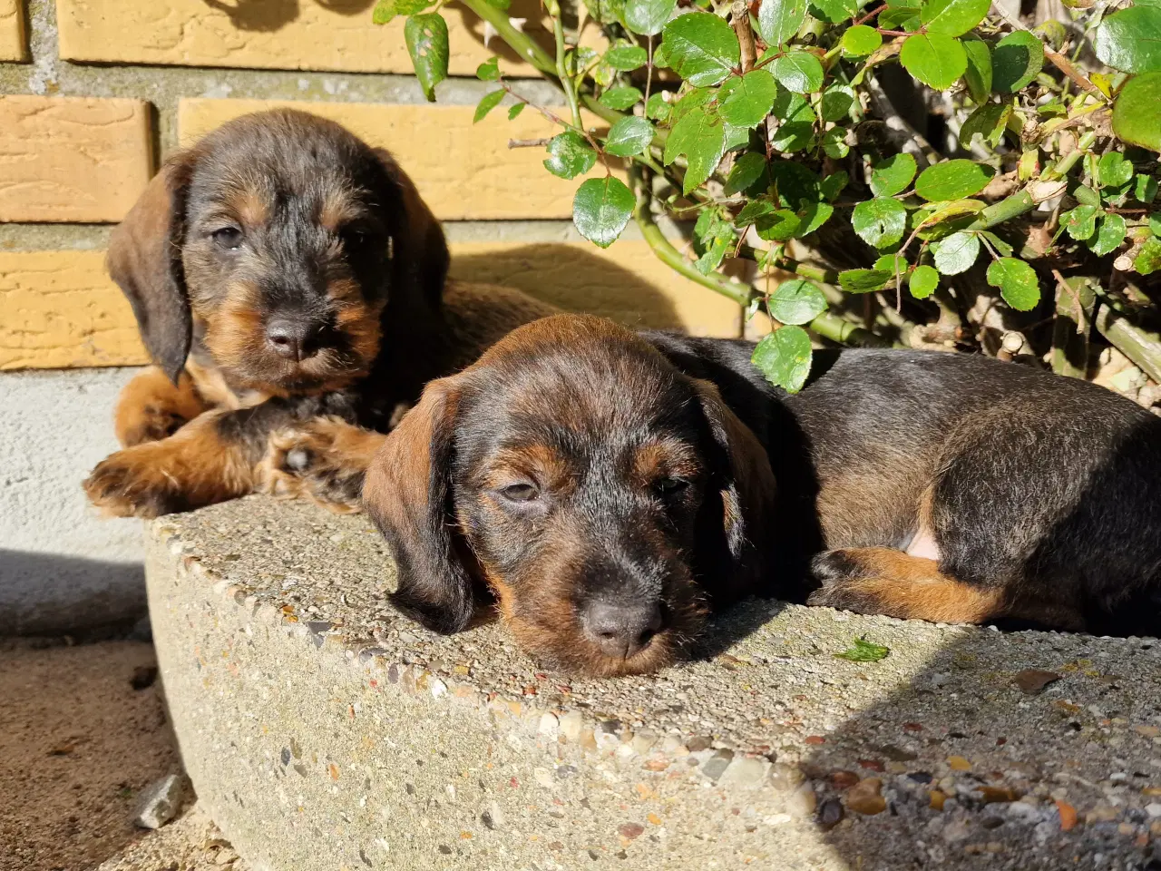 Billede 5 - Ruhårdet standard vildfarvet gravhund