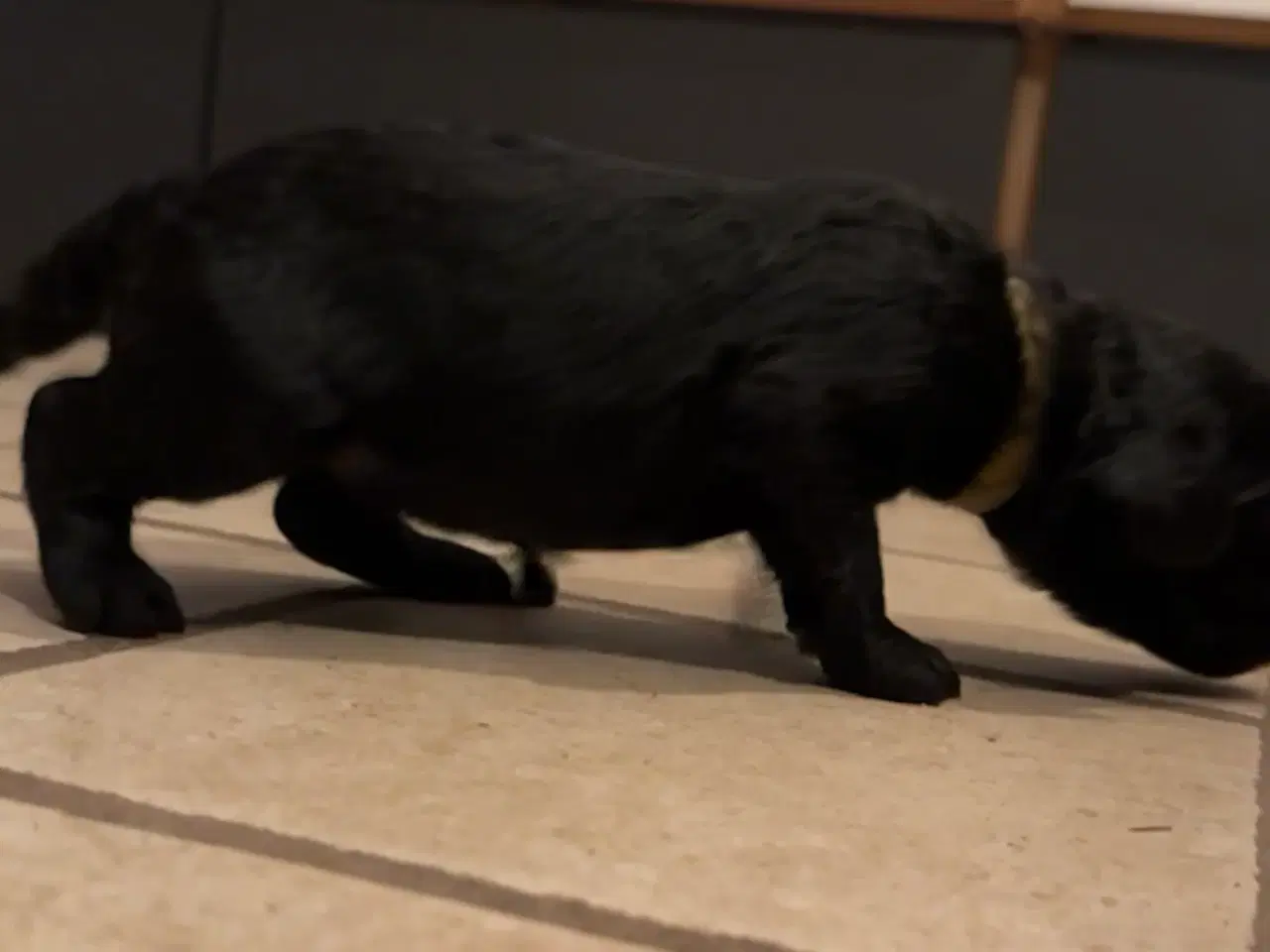 Billede 4 - Cockerdoodle / Cockapoo / Cockerpoo / Doodle hvalp