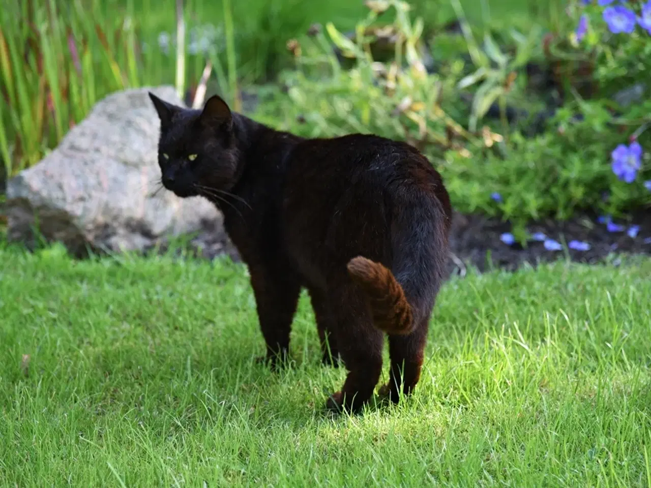 Billede 7 - Statslig Britisk Bombay-hankat søger nyt hjem
