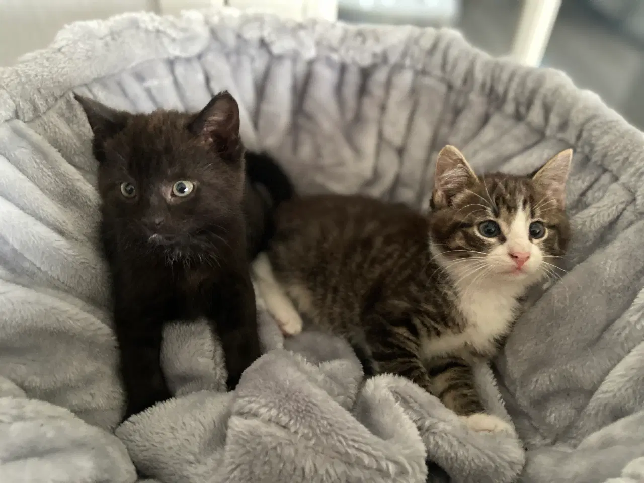 Billede 6 - Dejlige flaskekillinger