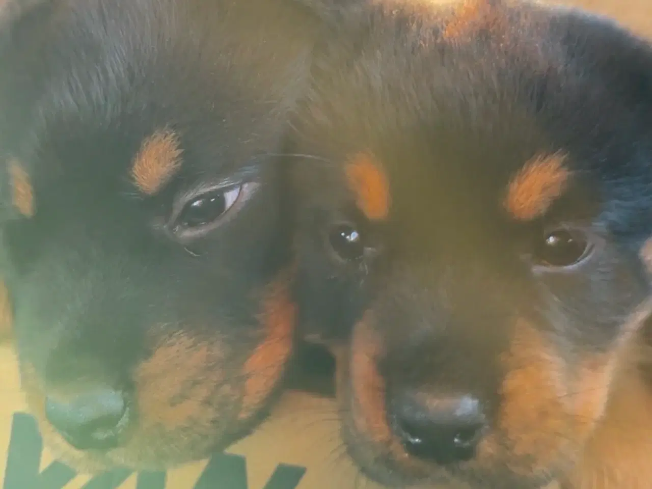 Billede 2 - Tre skønne hvalp til salg!