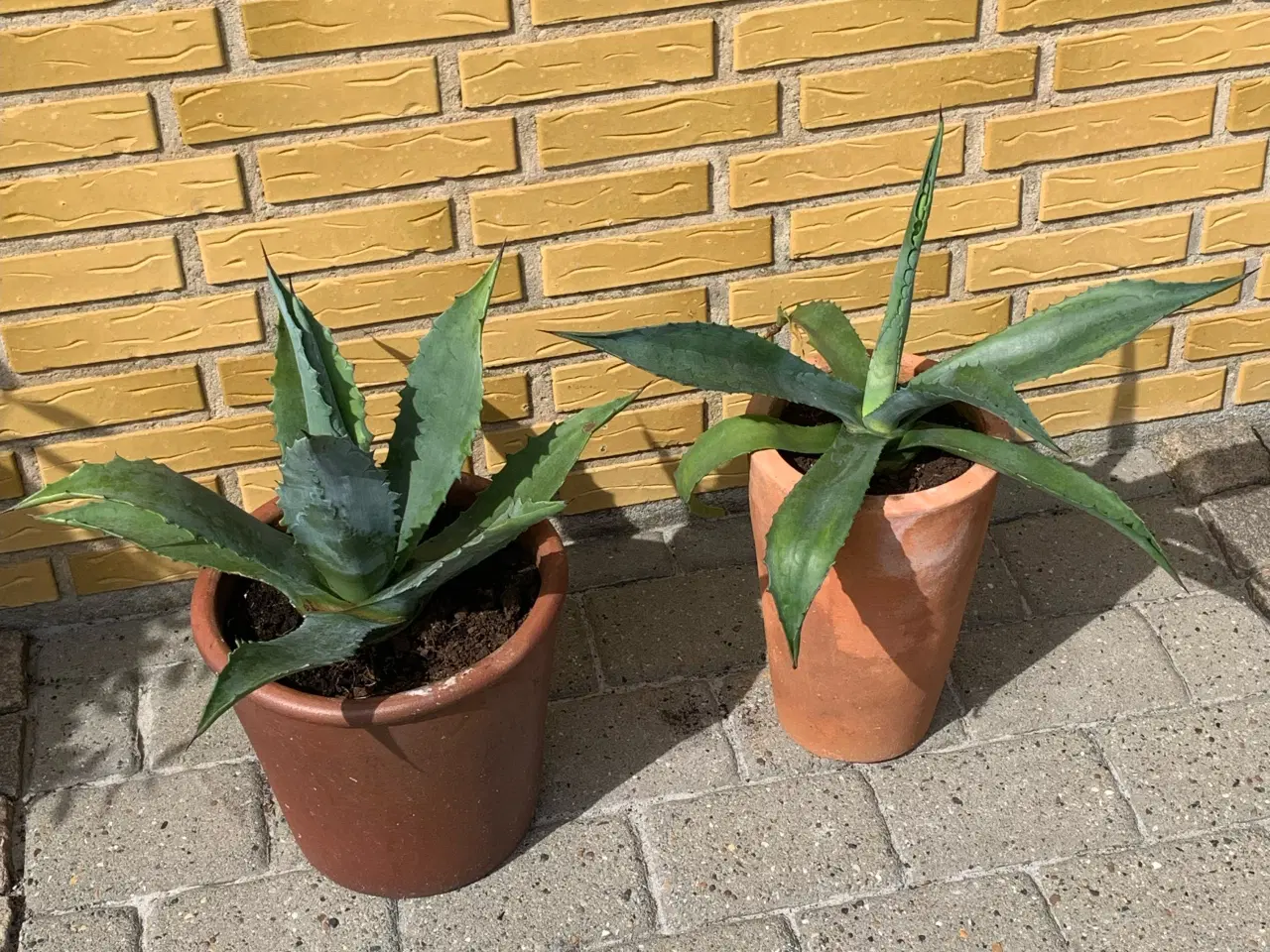 Billede 4 - Agave