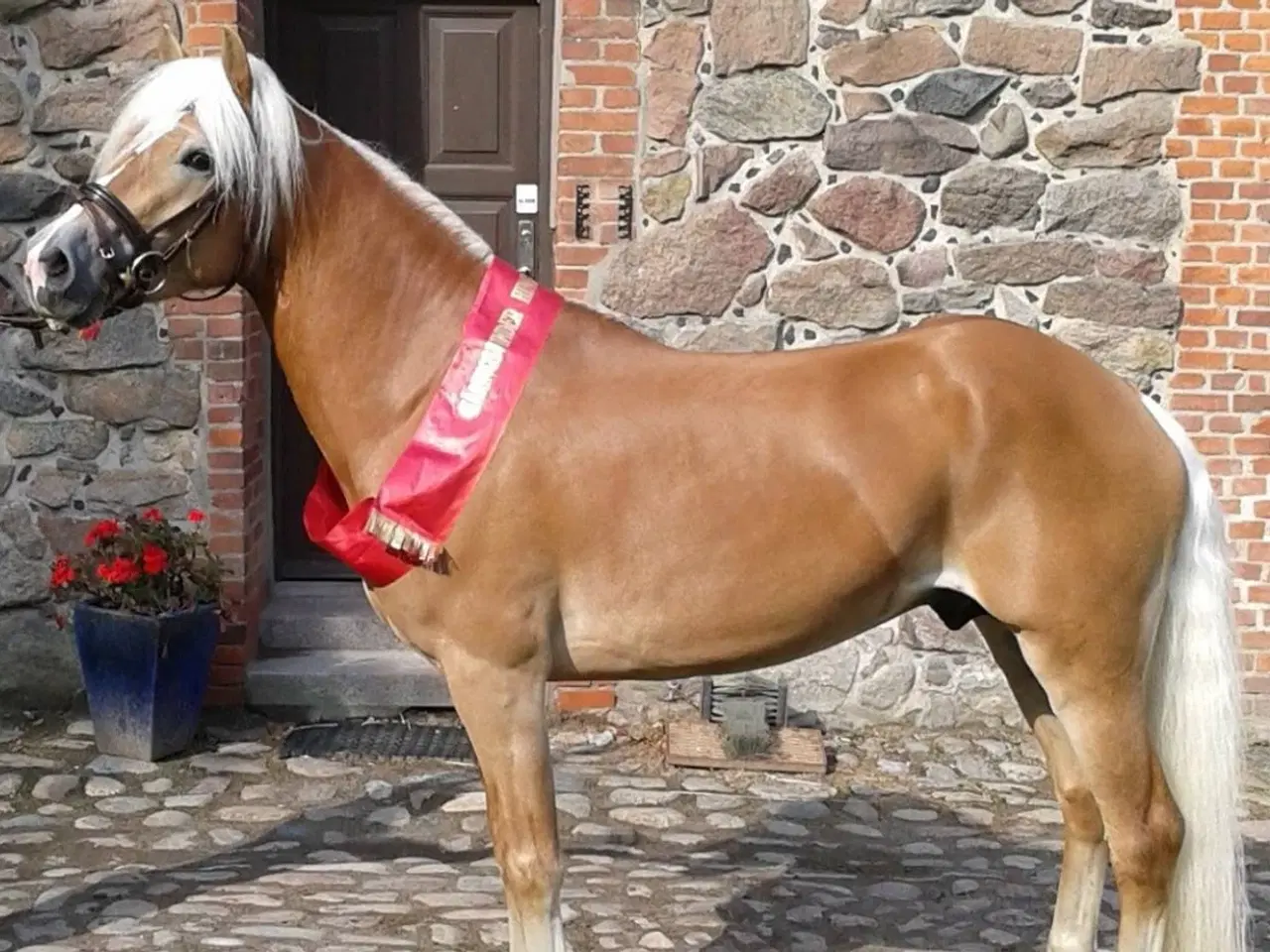 Billede 5 - Haflinger hoppeplag