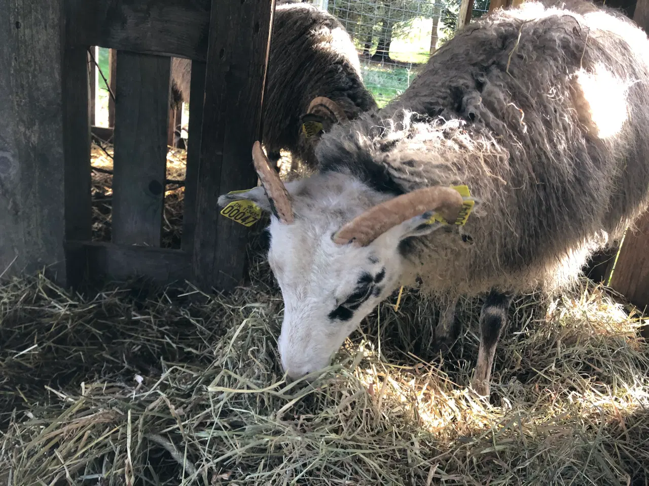 Billede 11 - Gute får