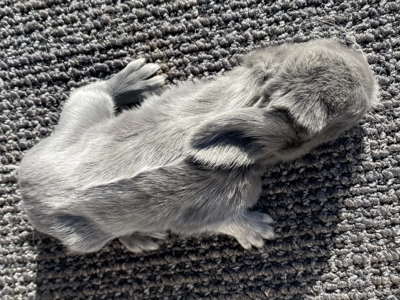 Billede 3 - FRANSK VÆDDER HAN BLÅ