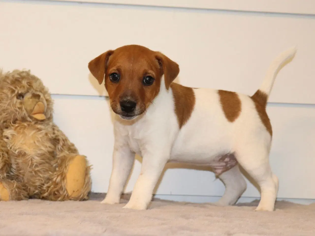 Billede 8 - Jack Russell Terrier hvalp 