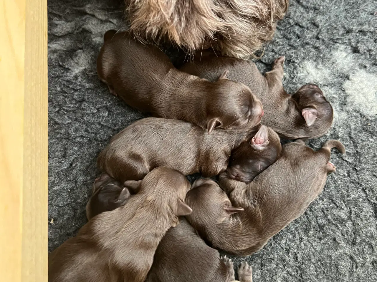 Billede 13 - Bichon Havanais hvalpe sælges 9 juli