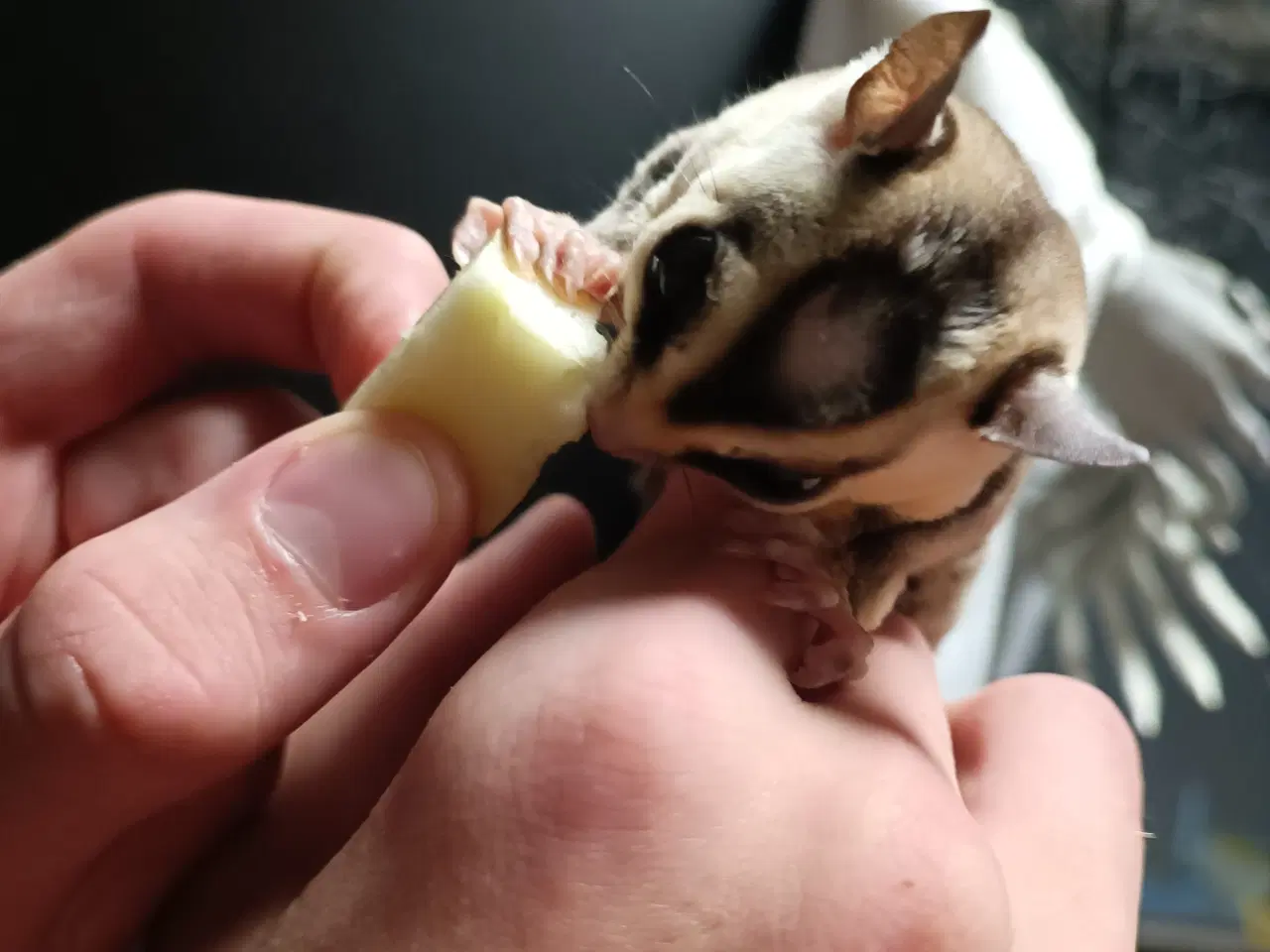 Billede 5 - Sugar glider - Haster BYD