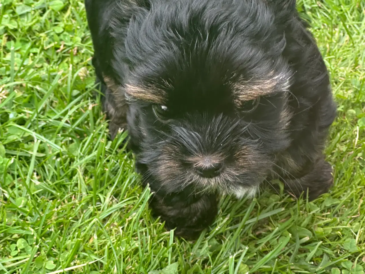 Billede 4 - Yorkshire terrier mini 
