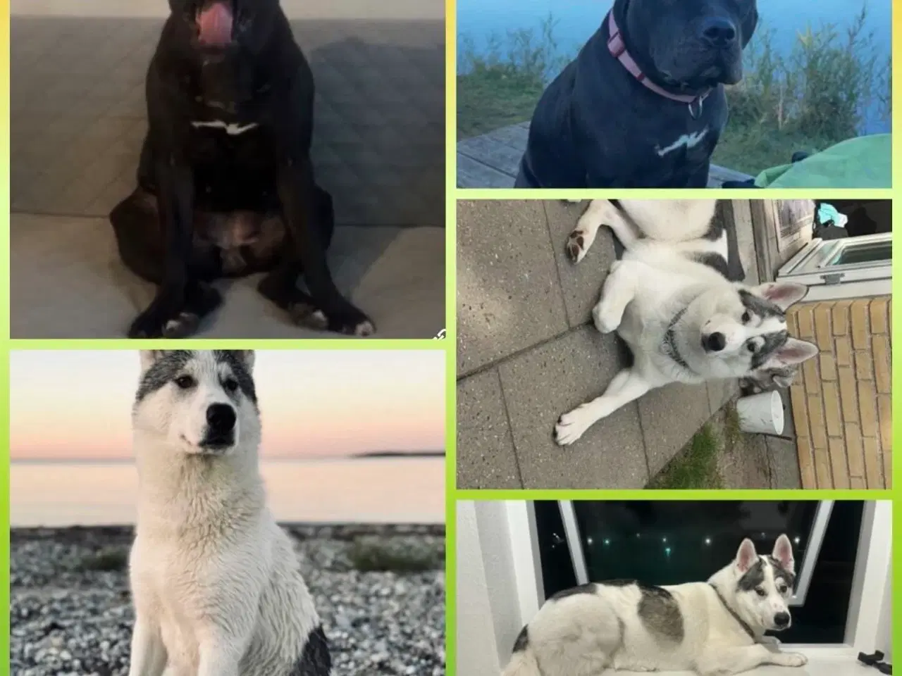 Billede 7 - Hunde hvalpe til salg