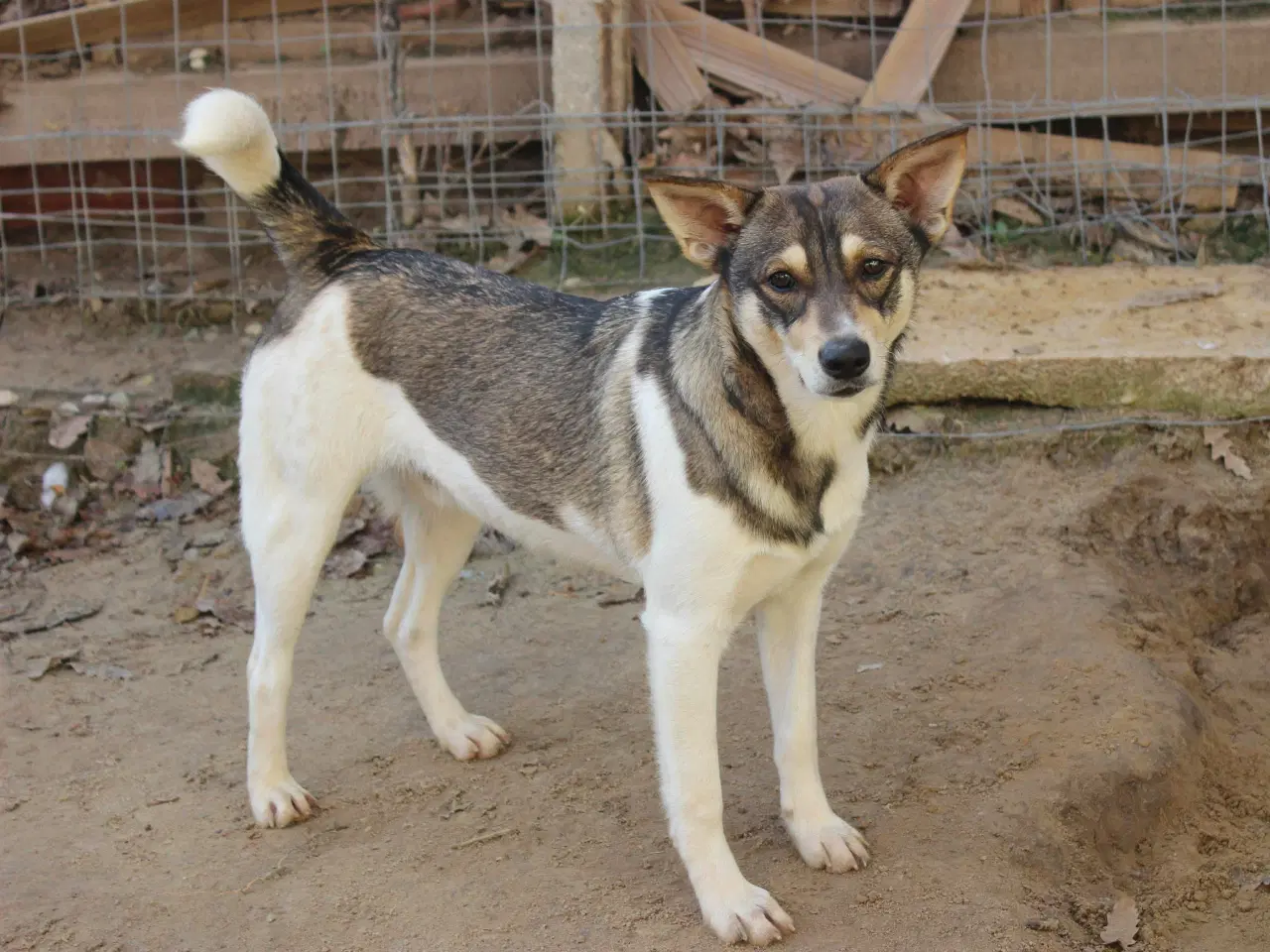 Billede 1 - Erik, modig og social 